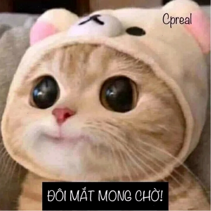 meme mèo hát