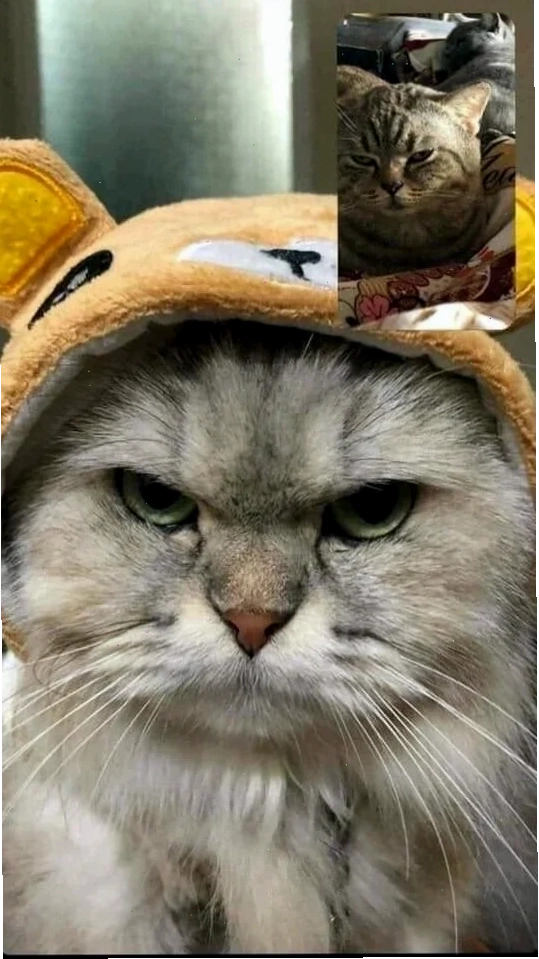 meme mèo hát