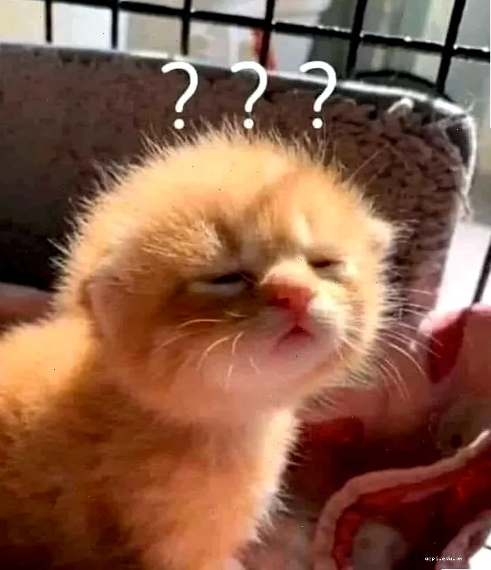 meme mèo hỏi chấm bất lực