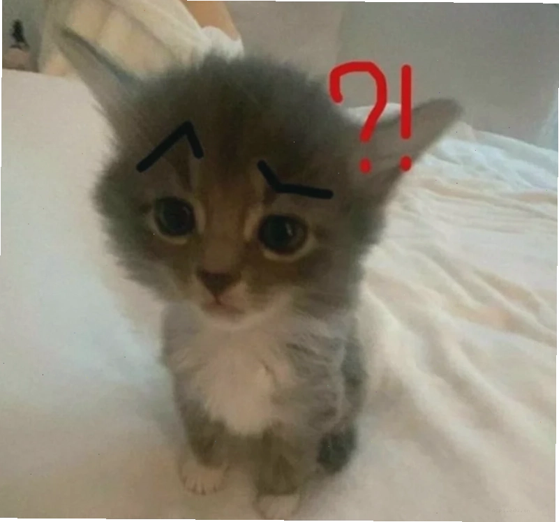 meme mèo hỏi chấm bựa