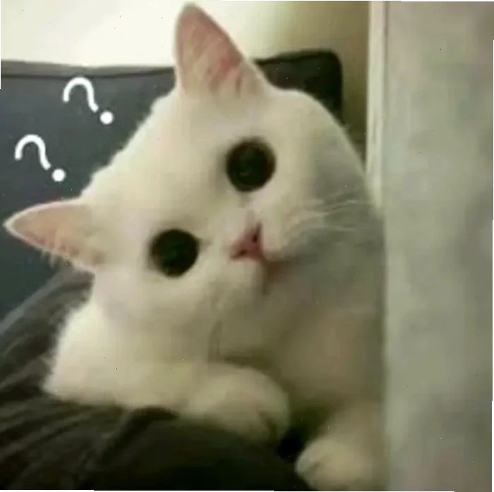 meme mèo hỏi chấm cận cảnh