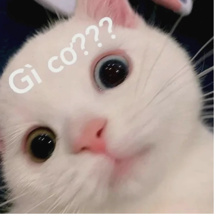 meme mèo hỏi chấm đáng yêu