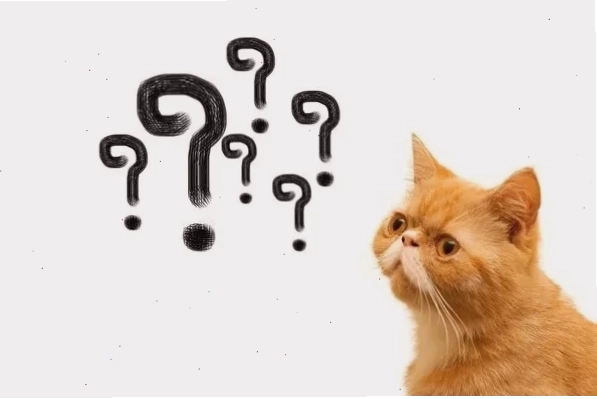 meme mèo hỏi chấm đen trắng