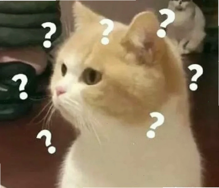 meme mèo hỏi chấm hài hước
