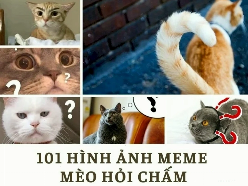 meme mèo hỏi chấm kinh điển
