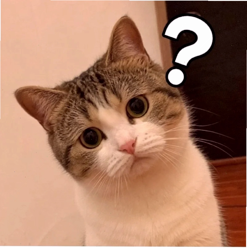 meme mèo hỏi chấm mặt đơ