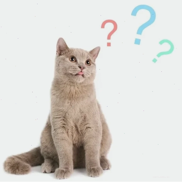 meme mèo hỏi chấm nhiều màu