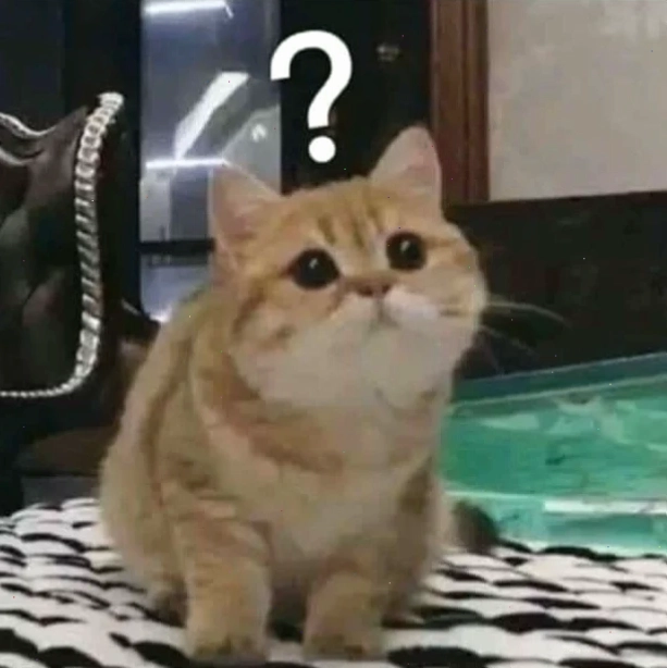 meme mèo hỏi chấm siêu to
