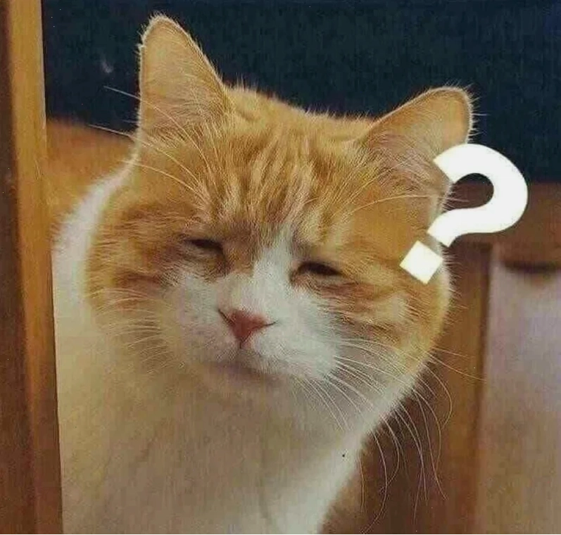 meme mèo hỏi chấm trong group