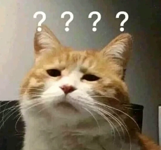 meme mèo khó hiểu biểu cảm nhăn mũi