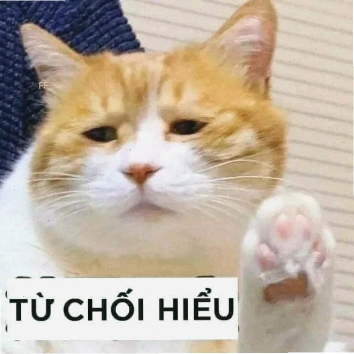 meme mèo khó hiểu đang đứng bằng hai chân