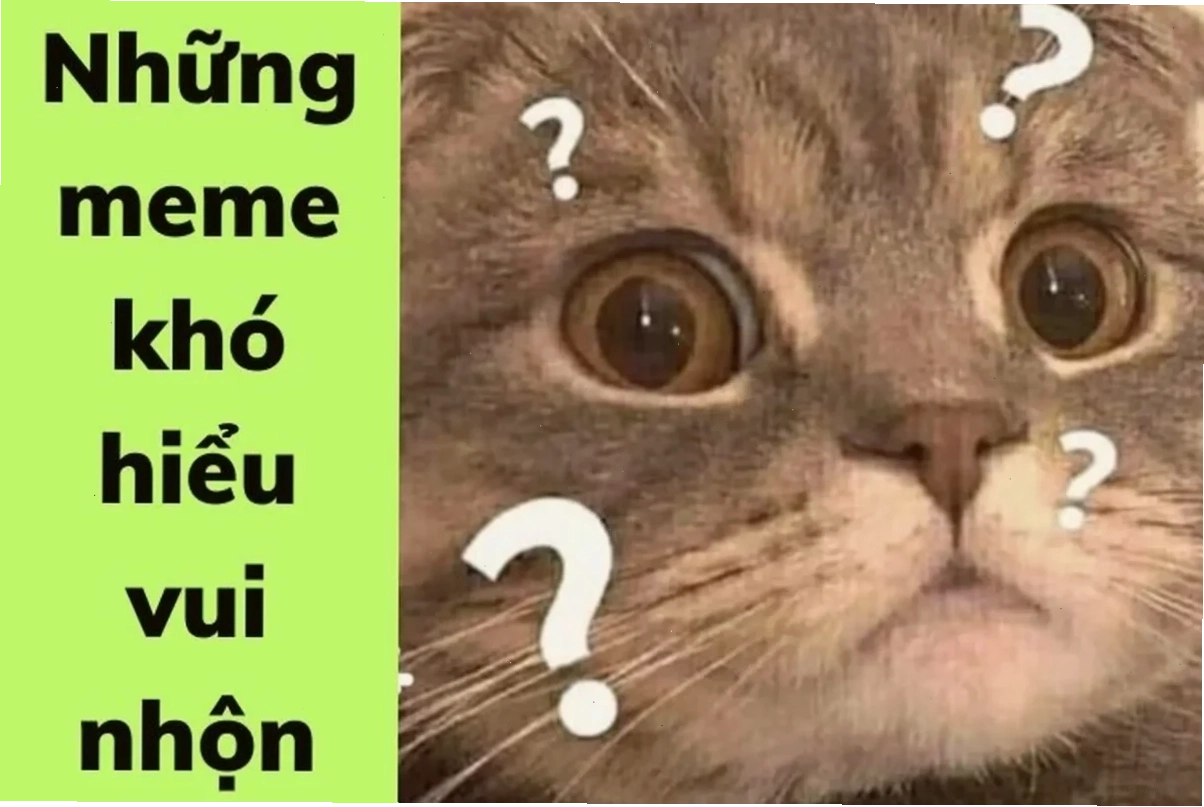 meme mèo khó hiểu đang nằm trong hộp