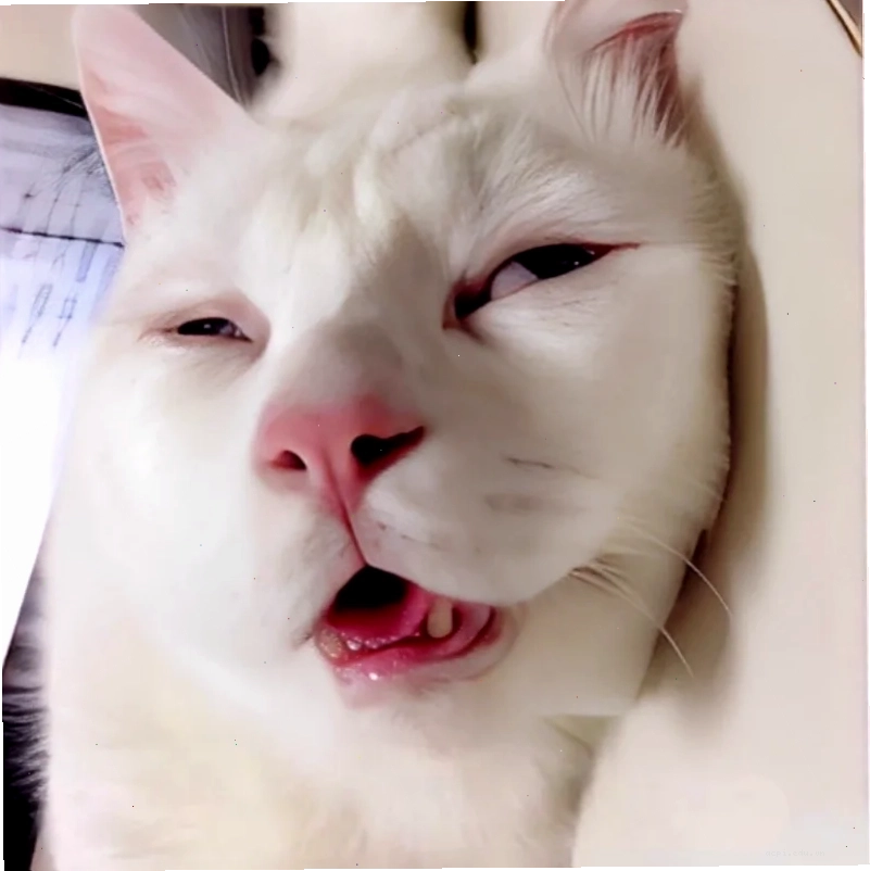 meme mèo khó hiểu đang ngửi hoa