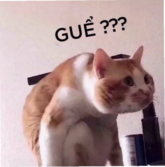 meme mèo khó hiểu đang nhìn chằm chằm