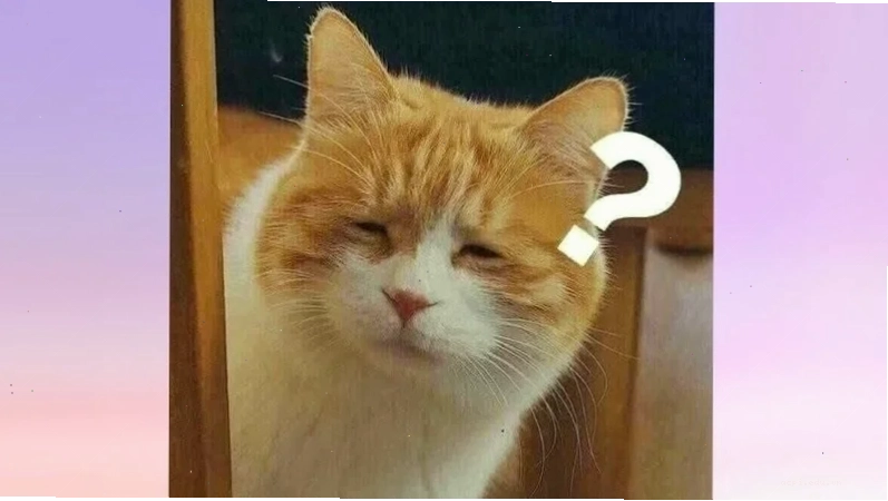 meme mèo khó hiểu đang trợn mắt