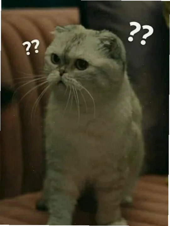 meme mèo khó hiểu khi đang chơi đồ chơi