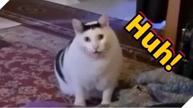 meme mèo khó hiểu khi đang đùa giỡn