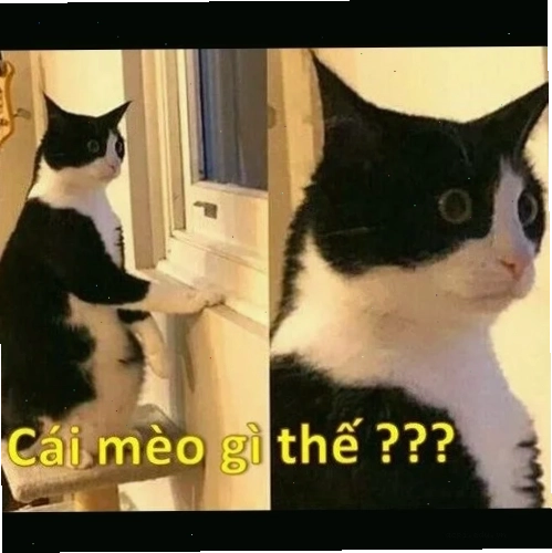 meme mèo khó hiểu khi đang ngủ gật