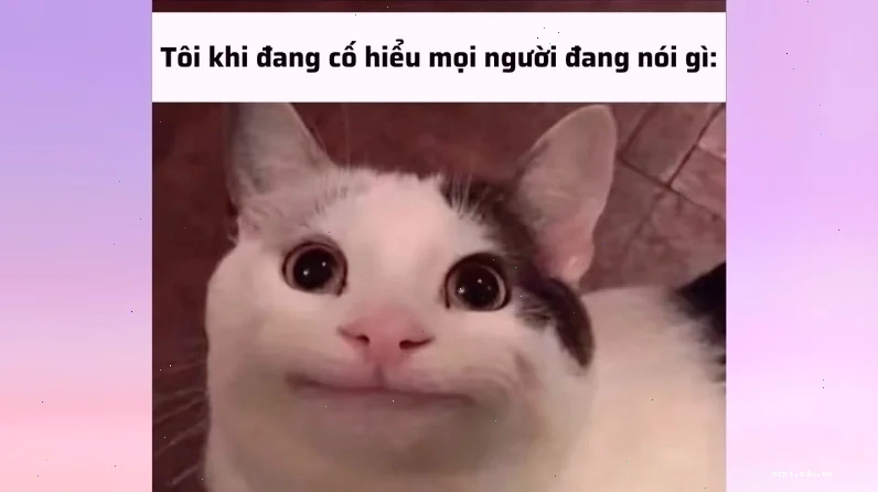 meme mèo khó hiểu khi đang tắm