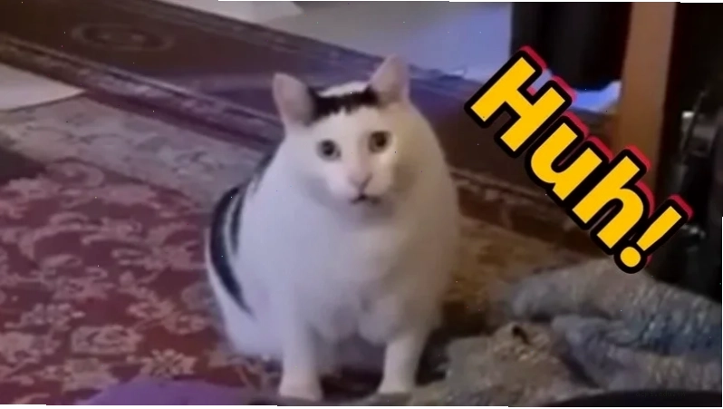 meme mèo khó hiểu khi nhìn thấy gương