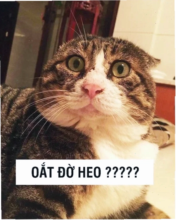 meme mèo khó hiểu khi thấy sen về