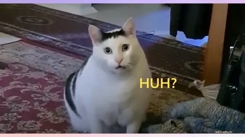 meme mèo khó hiểu ngồi trên bàn phím