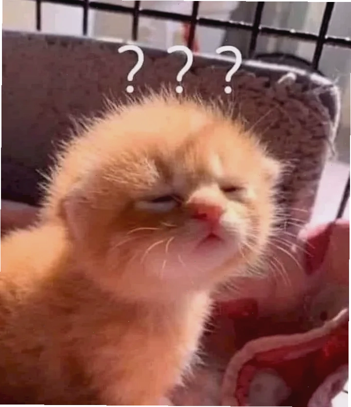 meme mèo khó hiểu với đôi tai cụp