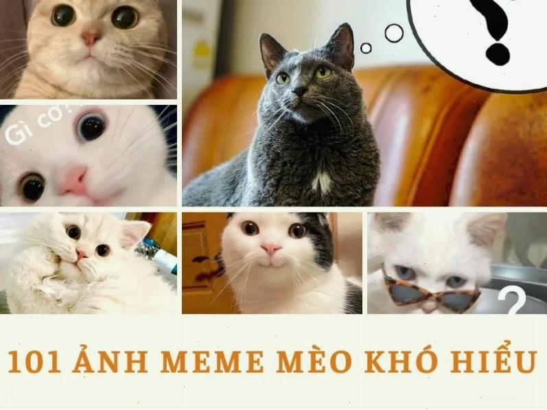 meme mèo khó hiểu với khuôn mặt bất ngờ
