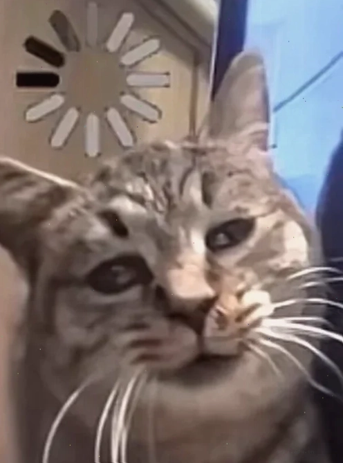 meme mèo khó hiểu với vẻ mặt cau có