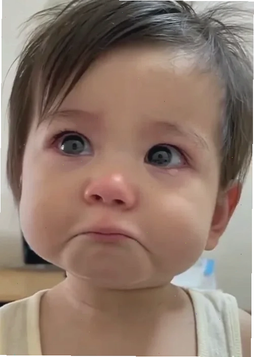 meme mèo khóc cute bi kịch