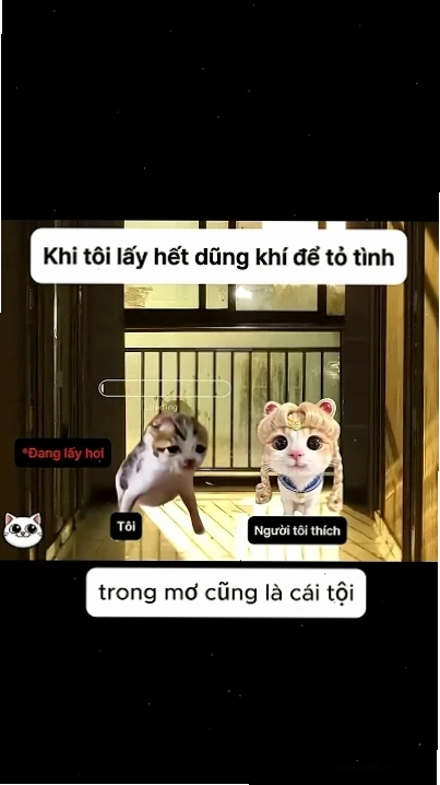 meme mèo load