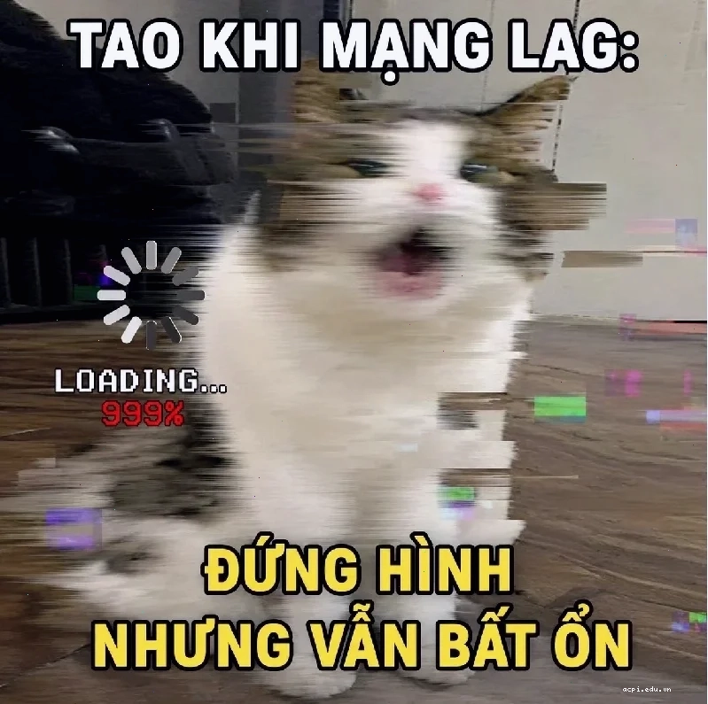meme mèo load