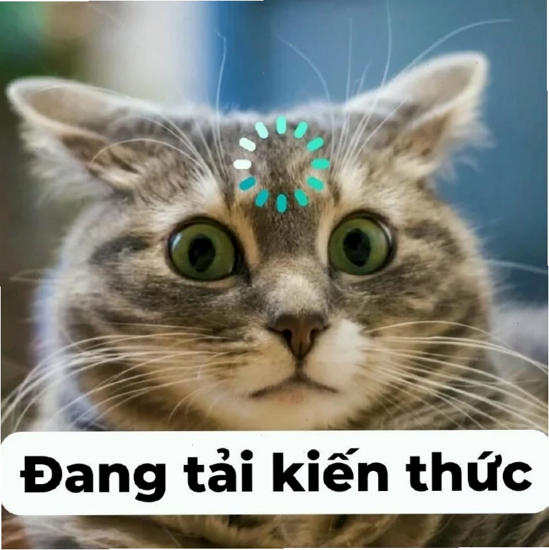 meme mèo load