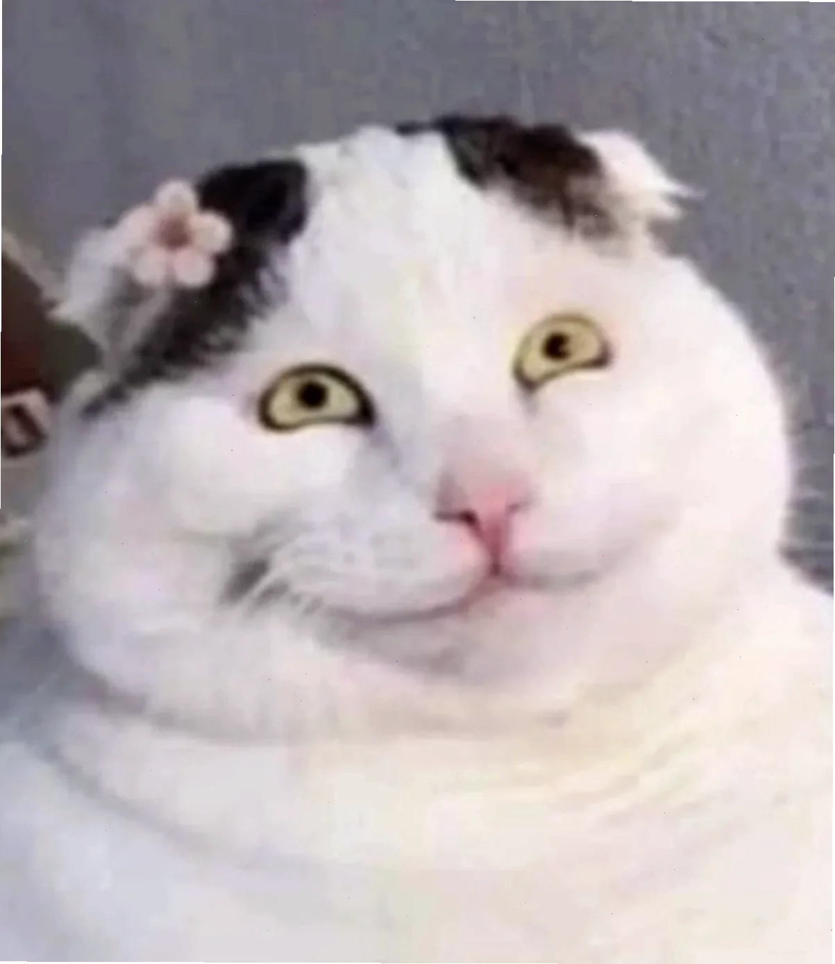 meme mèo load