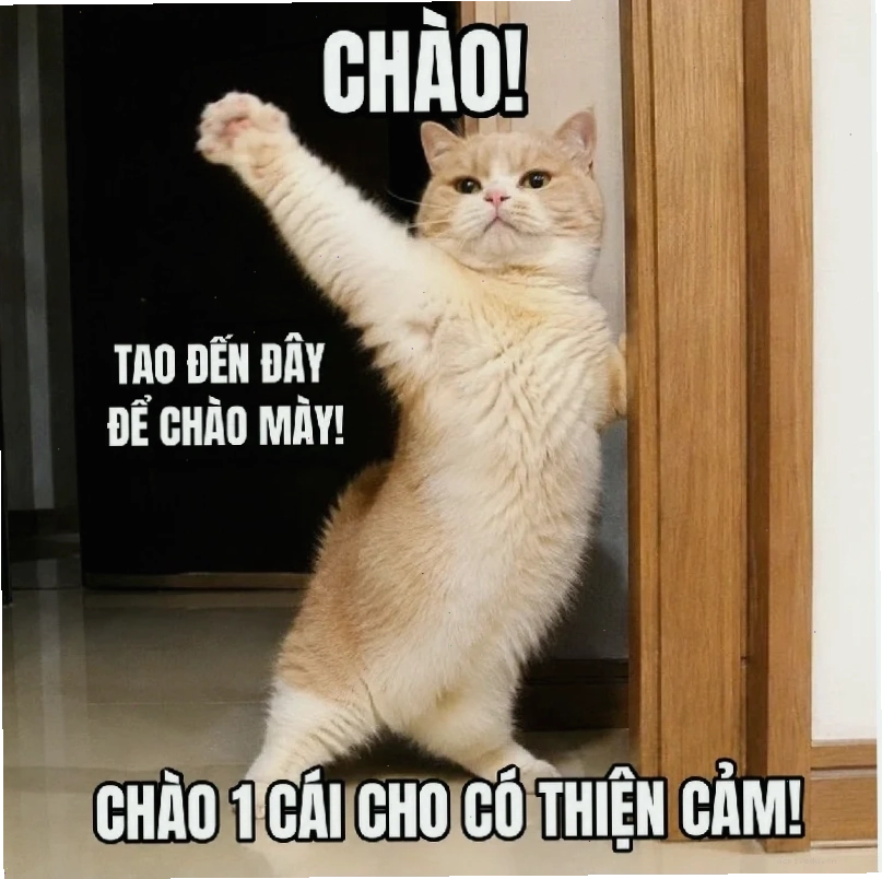 meme mèo load
