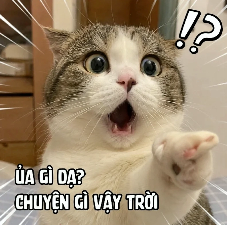 meme mèo load