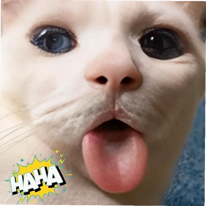 meme mèo load
