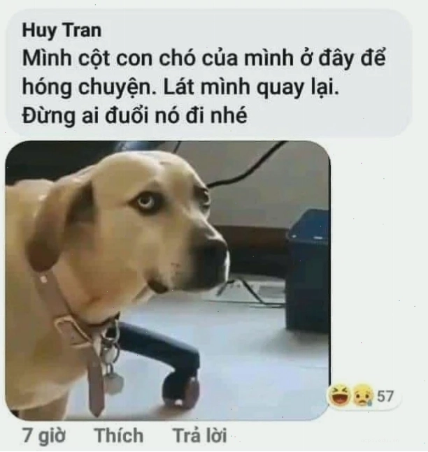 meme mèo lười