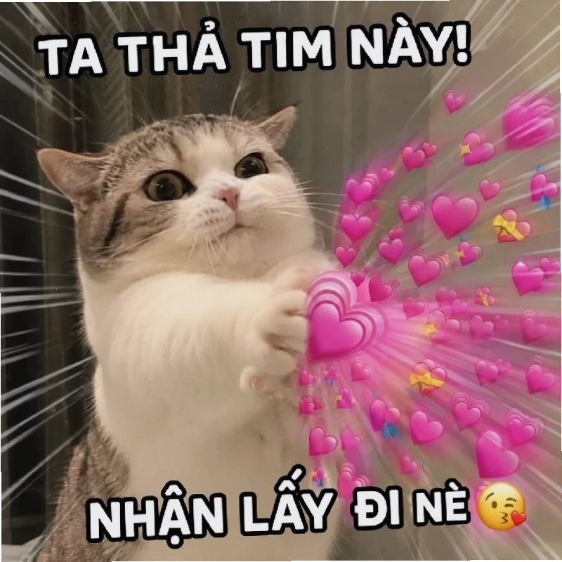 meme mèo mắt trái tim