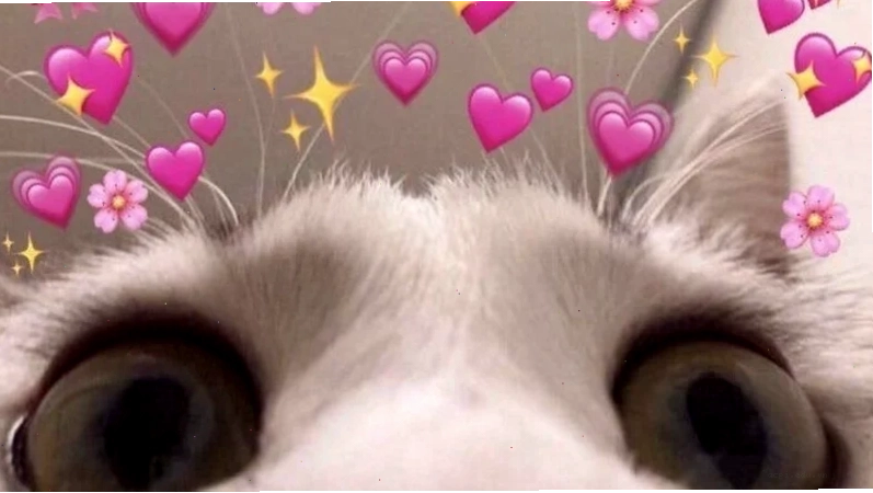 meme mèo mắt trái tim cute