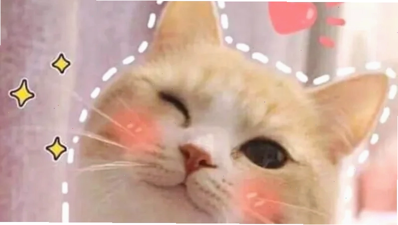 meme mèo mắt trái tim lầy lội