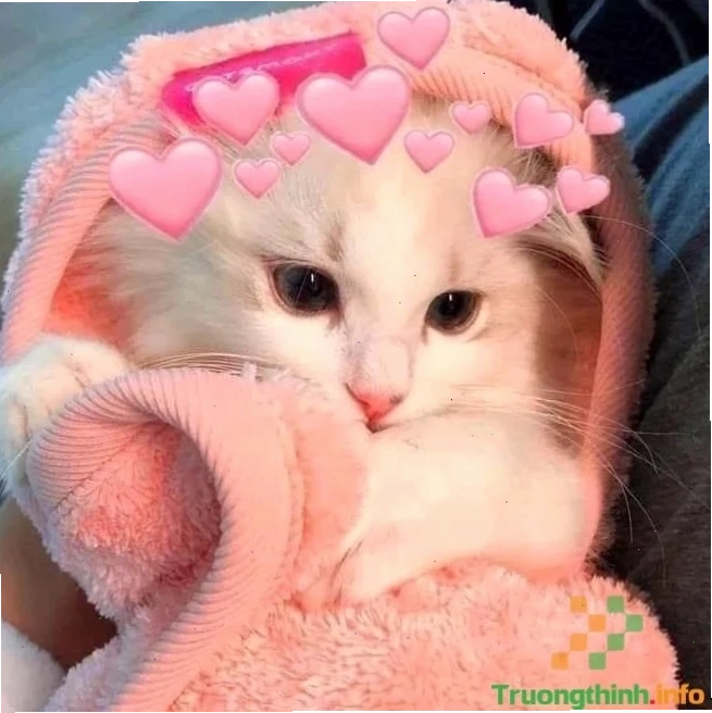 meme mèo mắt trái tim ngây thơ