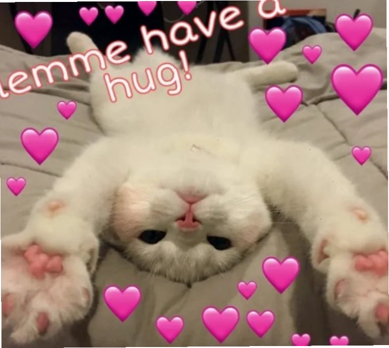 meme mèo mắt trái tim tinh nghịch