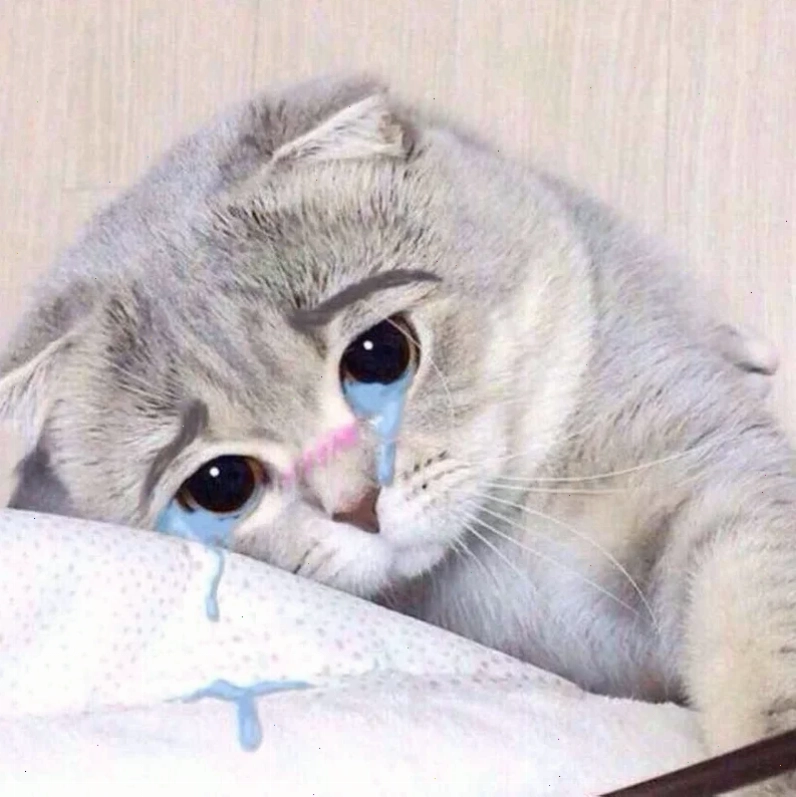 meme mèo nằm khóc trên ghế
