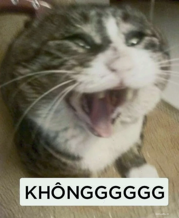 meme mèo ngáo