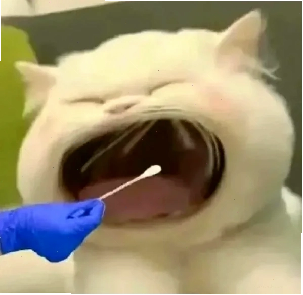 meme mèo ngơ ngác