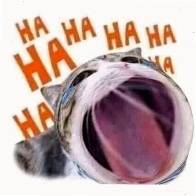 meme mèo ngỡ ngàng