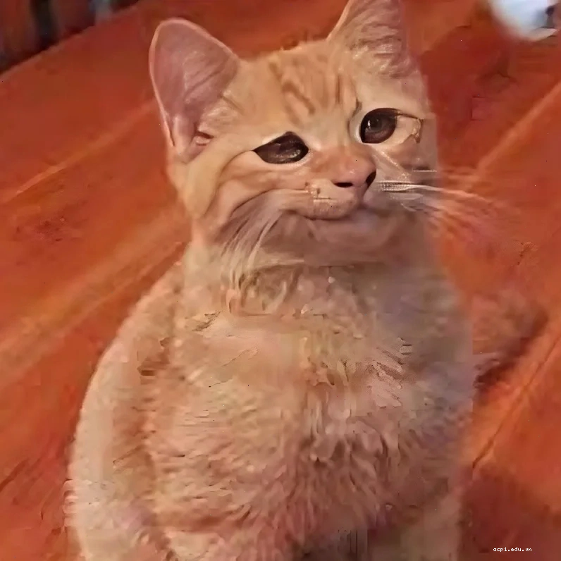 meme mèo nháy mắt cực chất