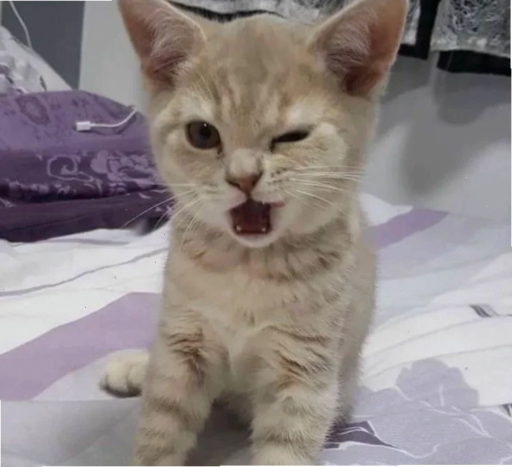 meme mèo nháy mắt tinh nghịch