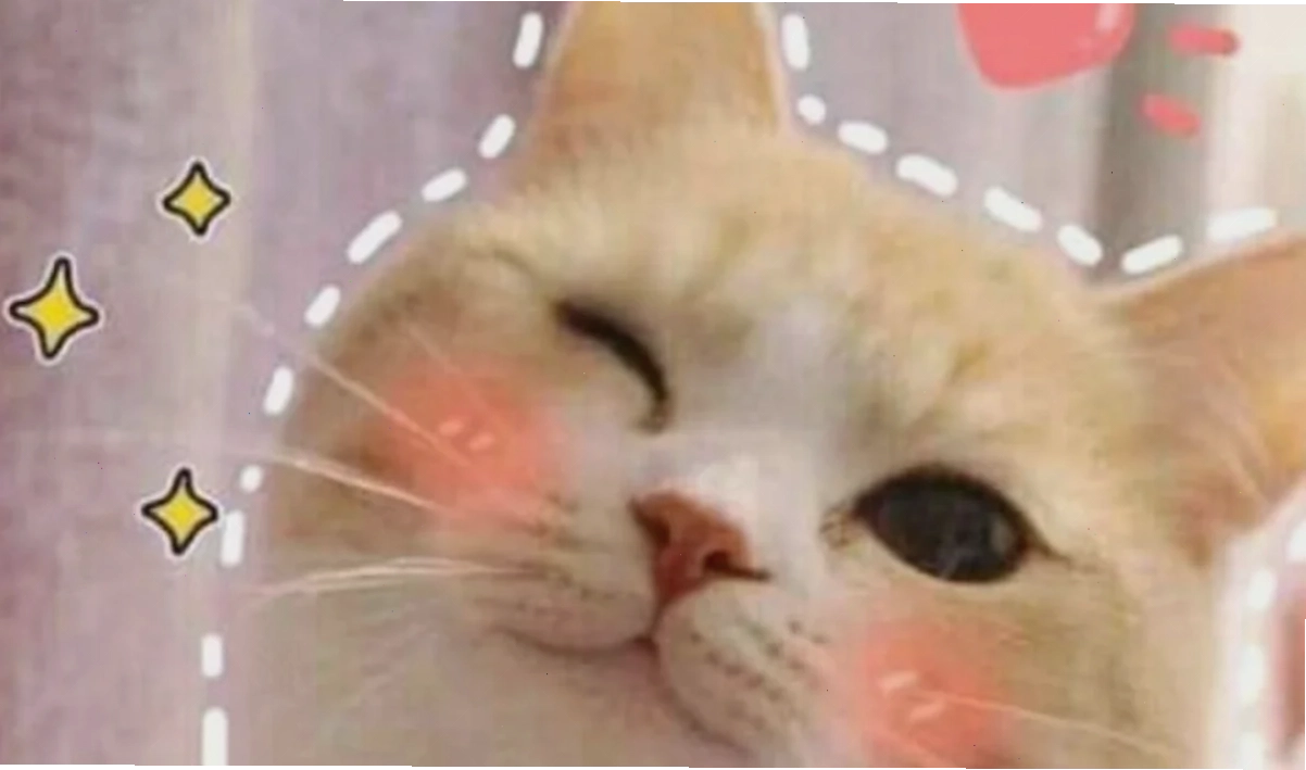 meme mèo nháy mắt tinh quái